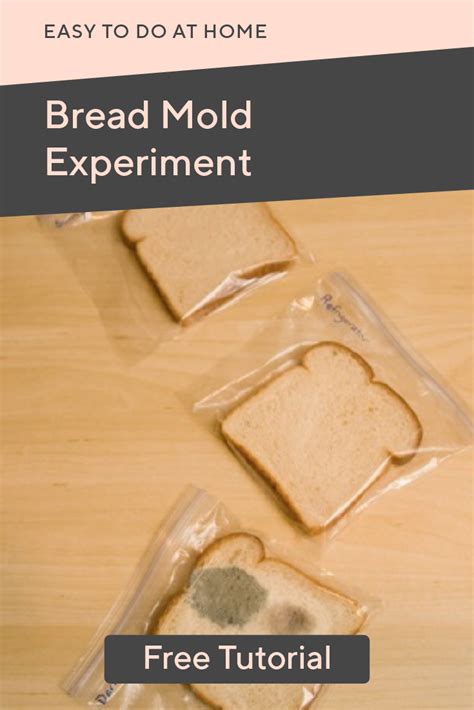 bread mold experiment conclusion.